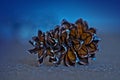 A Fallen Pine Cone - Macro Photography Royalty Free Stock Photo