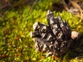 Fallen pine cone Royalty Free Stock Photo
