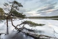 Fallen pine on Loch Garten in Scotland.