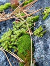 Fallen pine needles on the moss that grew on a stone