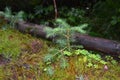 Fallen pine shoot in the forest in the Tatra mountain Royalty Free Stock Photo
