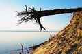 Fallen pine tree with a bare root system at the edge of a cliff. Ecological problem. Tree root system looks out. Royalty Free Stock Photo