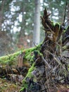 Fallen pine tree covered in beautiful green moss. Old spruce tree Royalty Free Stock Photo