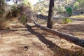 Fallen pine tree in path through mediterranean pine forest Royalty Free Stock Photo