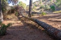 Fallen pine tree in path through mediterranean pine forest Royalty Free Stock Photo