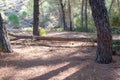 Fallen pine tree in path through mediterranean pine forest Royalty Free Stock Photo