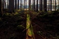 Fallen Pine tree in a pine forest