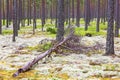 Fallen pine tree in woods