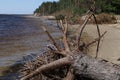 Fallen pine trees on the washed-up sand shore coastline coastal destruction