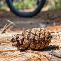 Fallen Pinecone on a Rustic Forest Trail Royalty Free Stock Photo