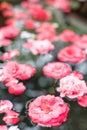 Fallen pink Camellia japonica flowers floating on water surface in green house