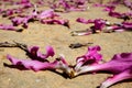 Fallen pink flower petals scattered all over the sand ground. Symbolize unhappiness, sadness, hopelessness and despair for a Royalty Free Stock Photo