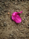 Fallen Pink Flower on Sandy Ground Royalty Free Stock Photo