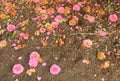 Fallen pink flowers