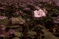 Fallen Pink Flowers