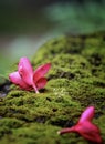 Fallen pink flowers