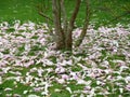 Fallen pink petals around the base of a tree