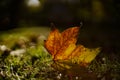 Autumn or fall leave lying on grass Royalty Free Stock Photo