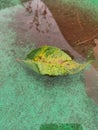 A fallen plumbing leaf floats in a pool of water. Texture. Background.