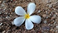 A fallen plumeria flower