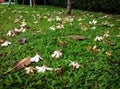 Fallen Plumeria Flowers And Leaves Strewn Across A Lush Grassy Lawn Royalty Free Stock Photo