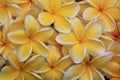 Fallen plumeria flowers with rain drops background