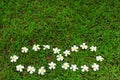 Fallen plumeria flowers story
