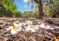 Fallen Plumeria flowers