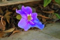 Fallen purple flower on cement floor, dry leaves Royalty Free Stock Photo