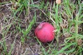 a fallen red apple Royalty Free Stock Photo