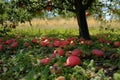 Fallen Red Apples in Orchard Royalty Free Stock Photo