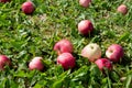 Fallen red apples on the lawn next to the Apple tree Royalty Free Stock Photo