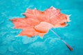 Fallen red autumn maple leaf on blue water Royalty Free Stock Photo