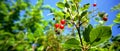 Fallen red cherry on blue sky background Royalty Free Stock Photo