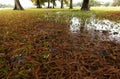 Fallen red cypress leaves at University Lake in Baton Rouge