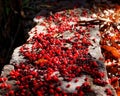 Fallen Red Flowers On A Stone Wall Royalty Free Stock Photo