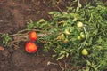 Fallen red and green tomatoes.