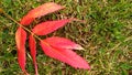 Fallen red leaf of sumac tree on green grass Royalty Free Stock Photo