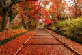 Fallen red leaves at Bishamondo