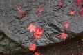 Fallen red leaves on a decorative rock