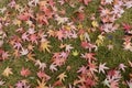 Red maple leaves on the lawn