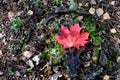 Fallen red maple leaf as concept of the onset of autumn Royalty Free Stock Photo