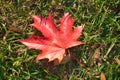 Fallen red maple leaf on green grass Royalty Free Stock Photo