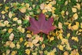 Fallen red maple leaf on green grass and yellow leaves Royalty Free Stock Photo