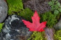 Fallen Red Maple Leaf on Wet Rocks and Moss Royalty Free Stock Photo