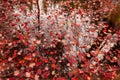 Fallen Red maple Leaves, Adirondack Forest Preserve, New York, USA Royalty Free Stock Photo