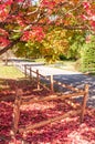 Fallen red oak tree leaves in a yard next to a street on a sunny fall day Royalty Free Stock Photo