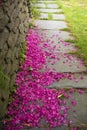 Fallen red Rhododendron flower petals found near a stone wall Royalty Free Stock Photo