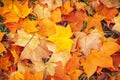 Fallen red, yellow, brown maple leaves create a beautiful autumn carpet in the park and forest Royalty Free Stock Photo