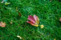 A fallen red and yellow maple leaf lies on the surface of bright green grass Royalty Free Stock Photo